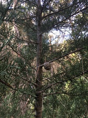 Cupressus sempervirens