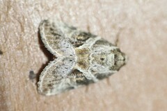 Diastema cnossia