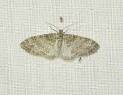 Lobophora halterata