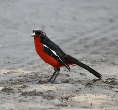 Laniarius atrococcineus