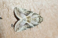 Diastema cnossia