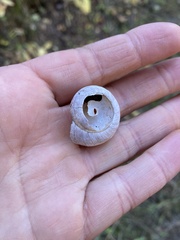 Oreohelix