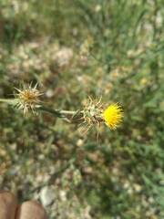 Centaurea melitensis