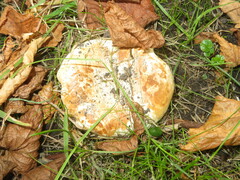 Lactarius controversus
