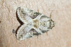 Diastema cnossia