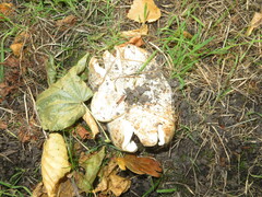 Lactarius controversus