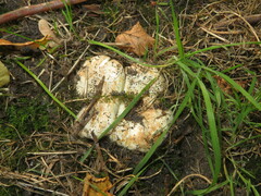 Lactarius controversus