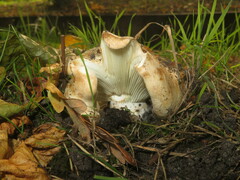 Lactarius controversus