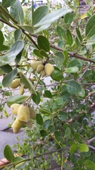 Avicennia schaueriana