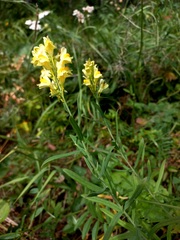 Linaria acutiloba
