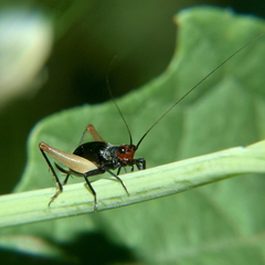 Trigonidium erythrocephalum