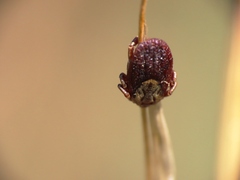 Ixodidae