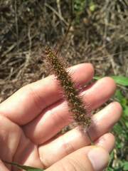 Setaria verticillata