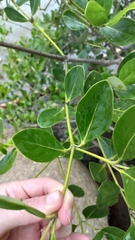 Avicennia schaueriana