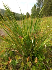 Iris lactea biglumis