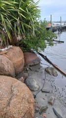 Avicennia schaueriana