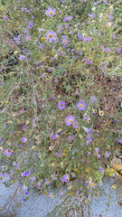 Dieteria canescens