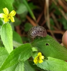 Armadillidium vulgare
