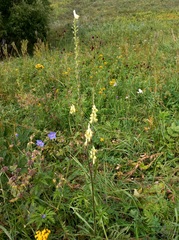 Aconitum barbatum