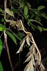 Boiga guangxiensis