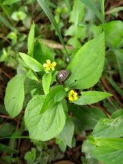 Armadillidium vulgare