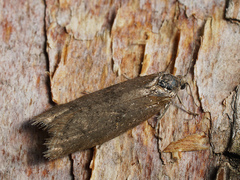 Tortricodes alternella