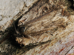 Tortricodes alternella
