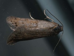 Tortricodes alternella