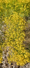 Gutierrezia microcephala