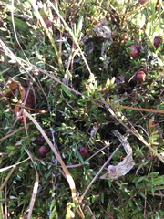 Vaccinium oxycoccos