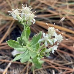 Sericocarpus tortifolius