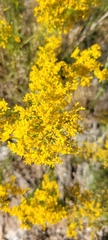 Gutierrezia microcephala