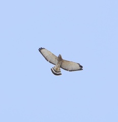 Buteo platypterus