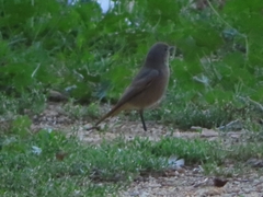 Phoenicurus ochruros