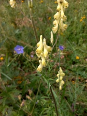 Aconitum barbatum