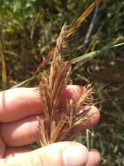 Bromus lanceolatus