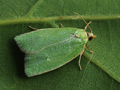 Tortrix viridana