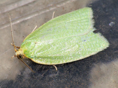 Tortrix viridana