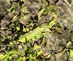 Bootettix argentatus