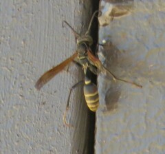 Mischocyttarus flavitarsis