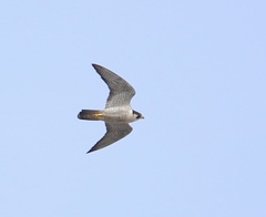Falco peregrinus