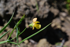 Lathyrus annuus