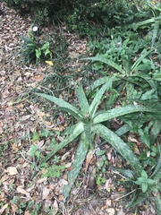Aloe maculata