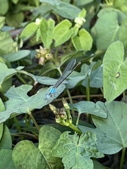 Argia apicalis