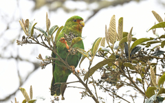 Rufous-Fronted Parakeet photo 3
