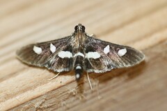 Desmia