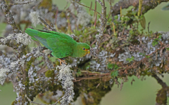 Rufous-Fronted Parakeet photo 2