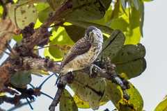 Picumnus albosquamatus