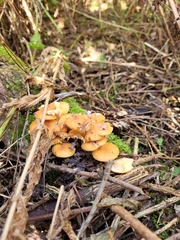 Armillaria luteobubalina