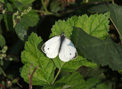 Pieris napi